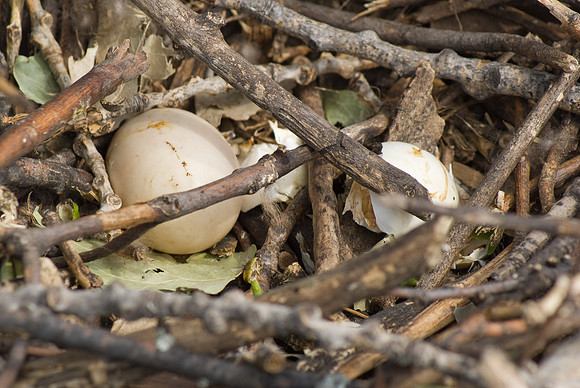 Bad Egg