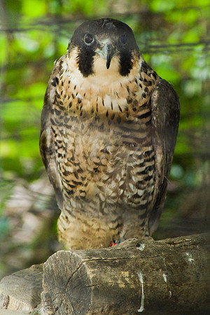 Falcon In The Deep Shade