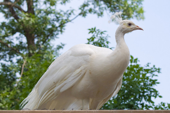 Peacock On Chicken Coup