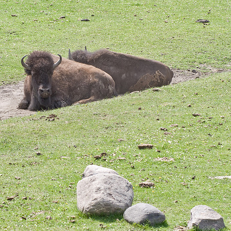 Buffalo Wallows