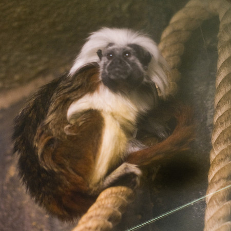 Rope Climber