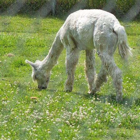 White Wool