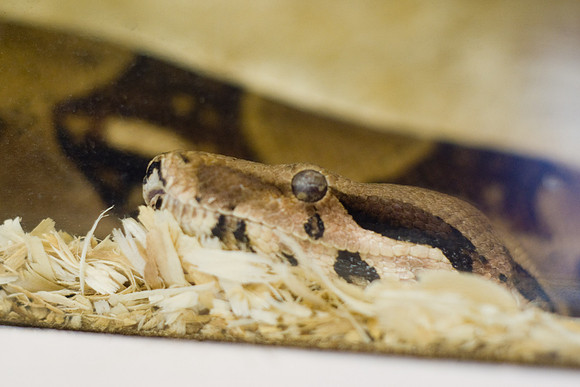 Big Eye