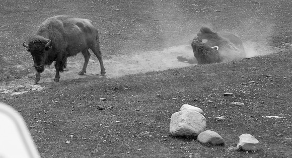 Rolling In Dirt