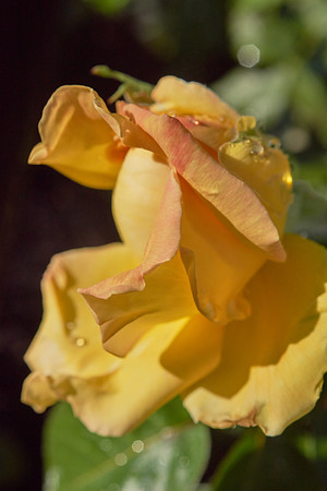 DSC04183