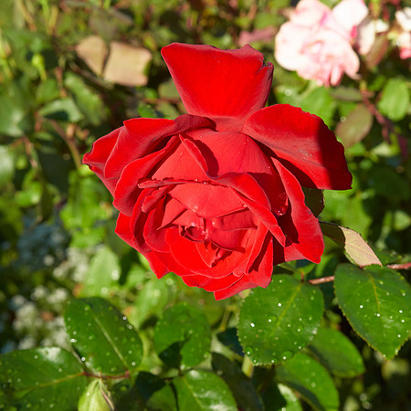 DSC04181