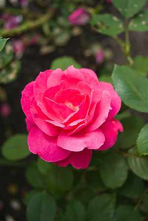 DSC00301.jpg