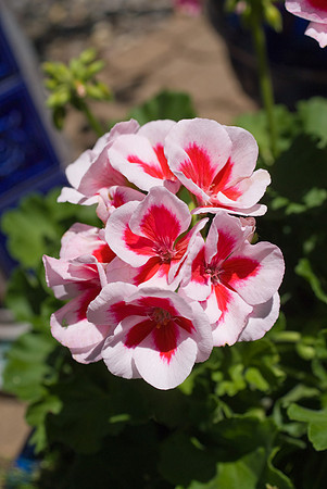 DSC00329.jpg