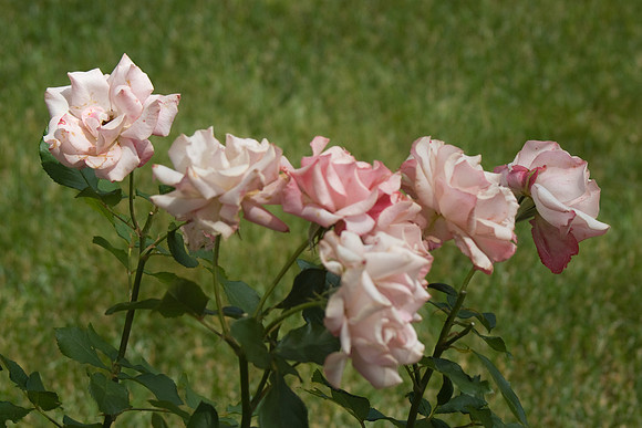 DSC01009.jpg