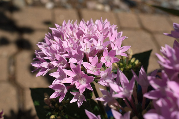 DSC00331.jpg