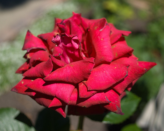 DSC00312.jpg