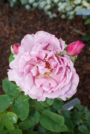DSC01272