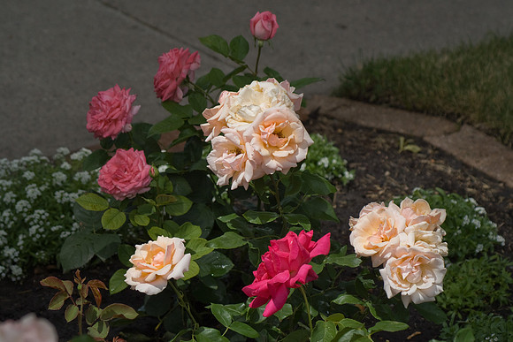DSC01042.jpg