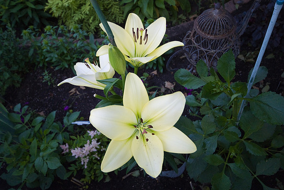 DSC01110.jpg