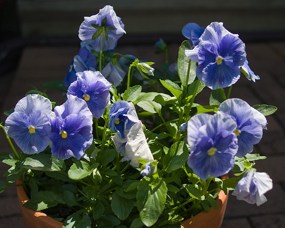DSC00315.jpg