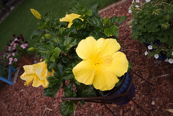 DSC01617