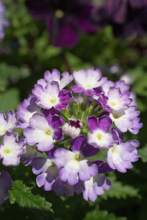 DSC00327.jpg