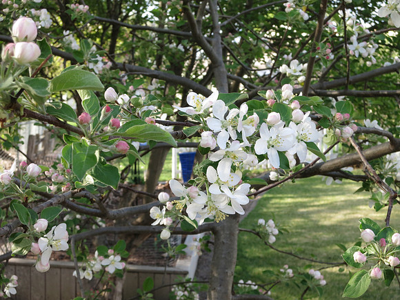 White Apple flowers