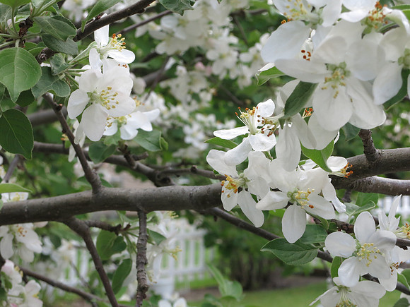 White Apple Blossoms