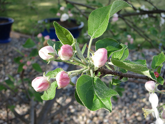 White & Pink Buds