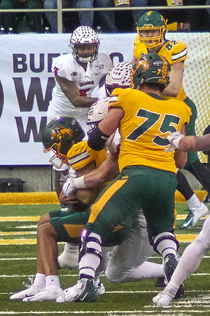2019 1214 Bison 131