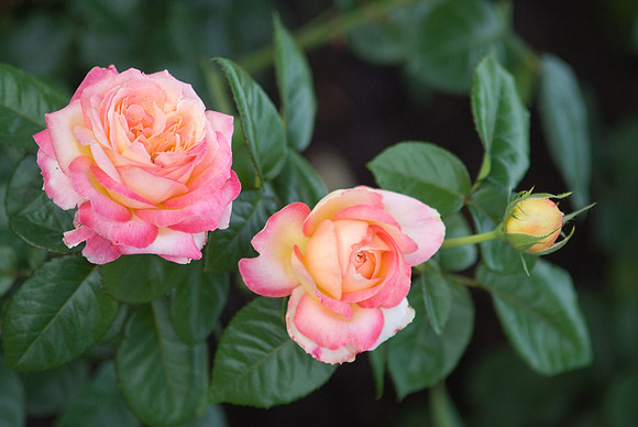 'Love and Peace' Hyrbrid Tea Rose