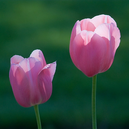 Pink Tulips