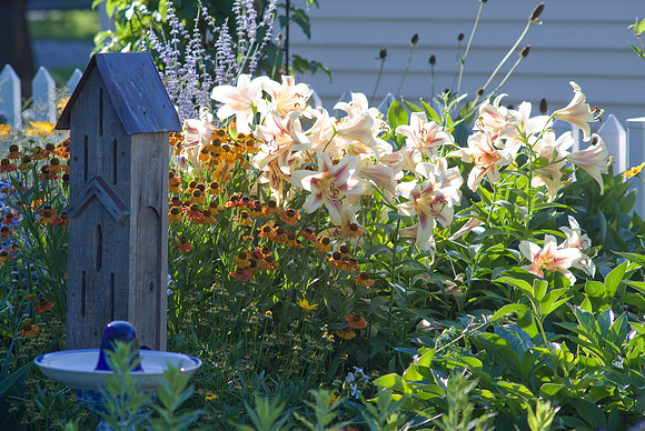 LIlies & Birdhouse