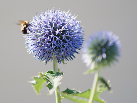 Echinops Globe Thistle