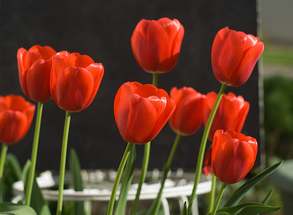 Red Tulips