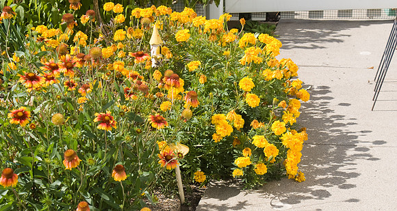 Giallardias