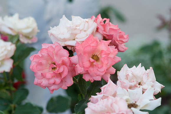 Pink & White Roses