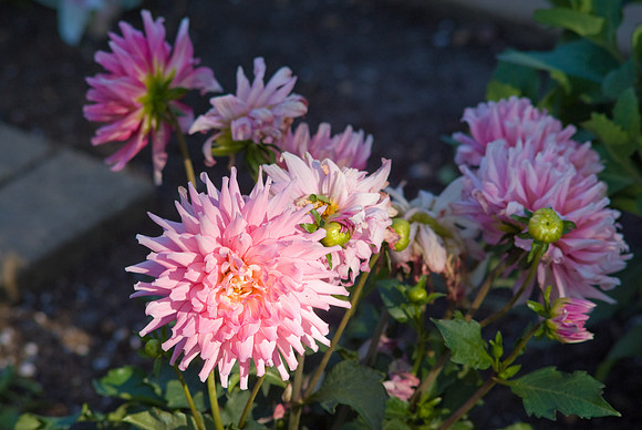 'Melody' Lisa Dahlia