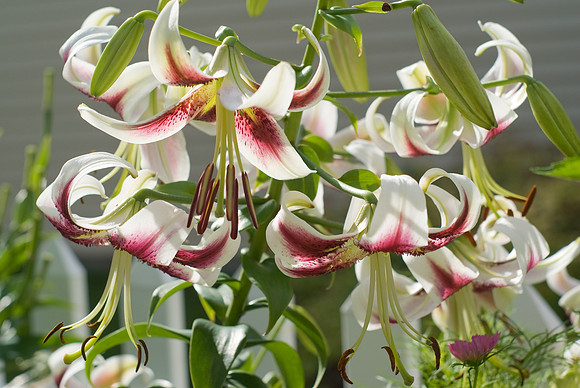 'Mona Lisa' Oriental Lily