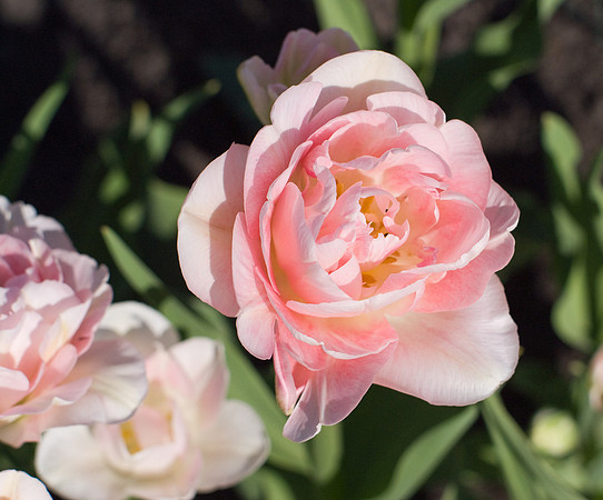 Pink Tulips
