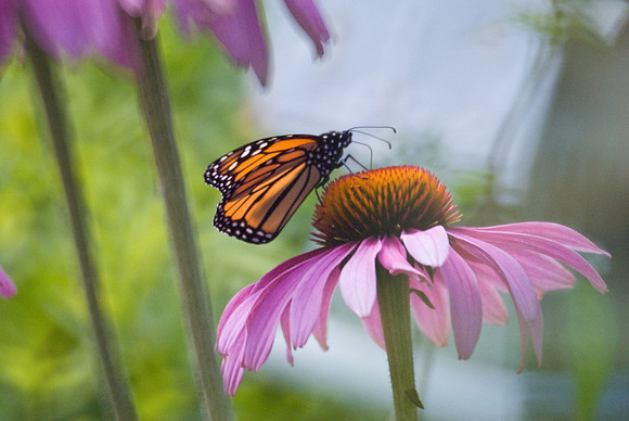 Closed Wings Open Petals
