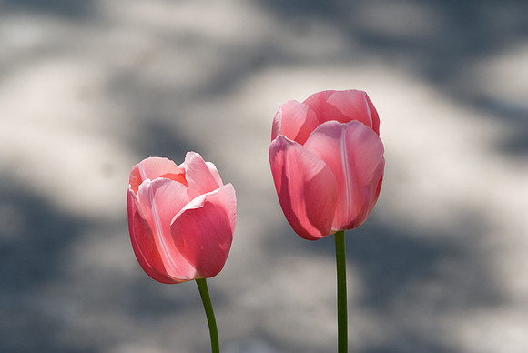 Pink Tulips