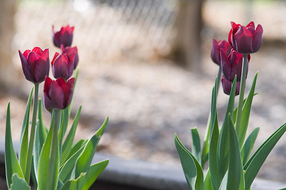 Dark Red Tulips