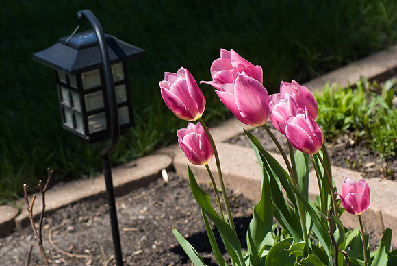 Pink Tulips