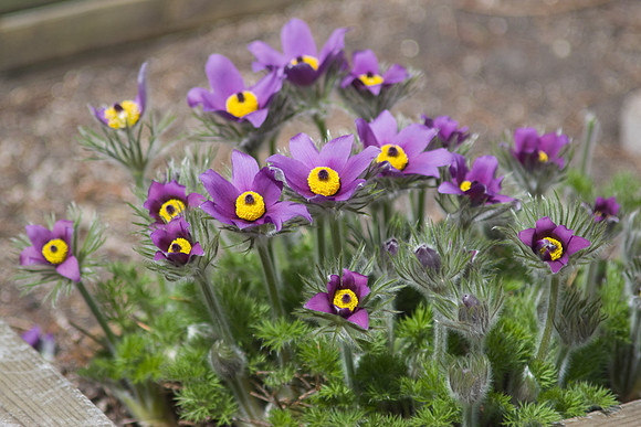 Pasque Flowers