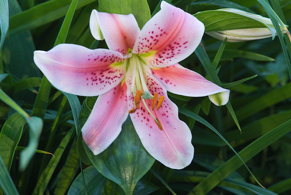 Pink Lily