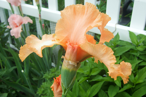 'Feminine Charm' Iris
