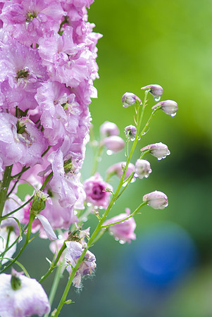 Delphinium Dew