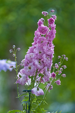 Purple And Green