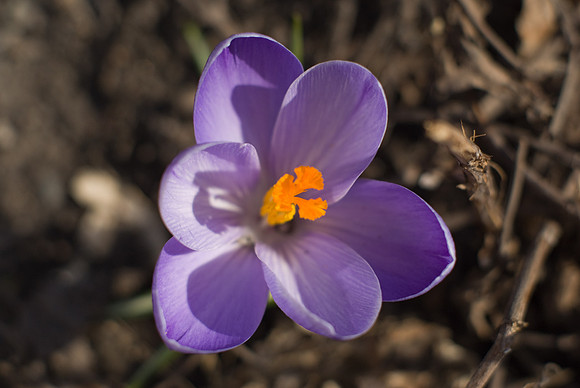 Purple Crocus