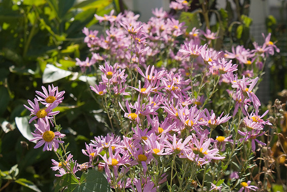 'Mammoth Pink' Mum