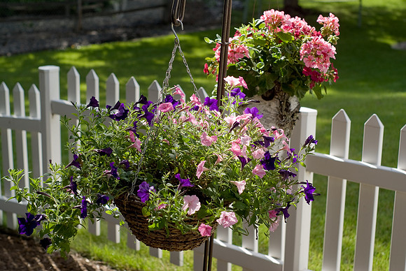Hanging Baskets