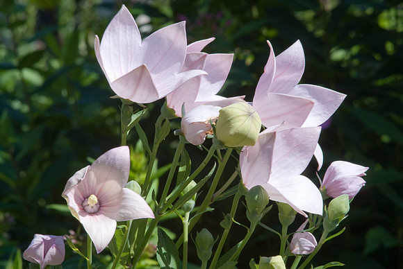 Balloon Flowers