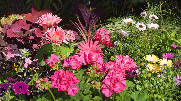 Dahlia And Geraniums