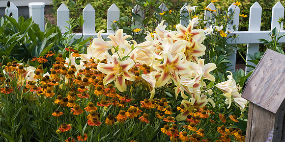 'Shocking' Lilies
